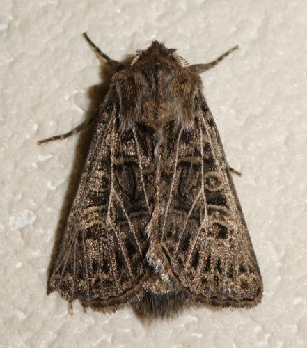 Tholera decimalis